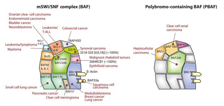 A map of the BAF complex that is the focus of Dr. Kadoch's (and team) research.  Image Courtesy: Kadochlab.org