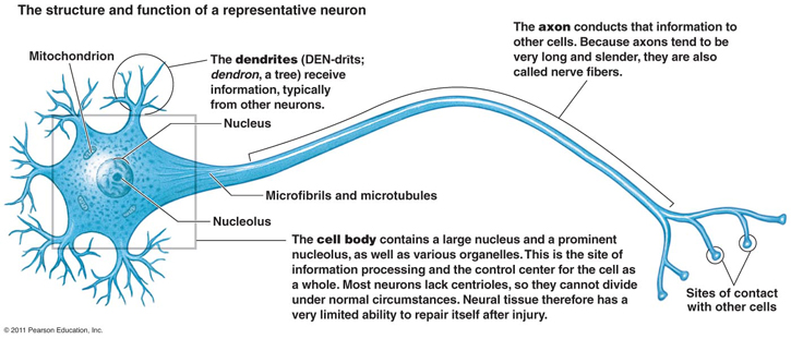 The structure and function of a representative neuron.  Image Courtesy: Pearson Education, Inc. 